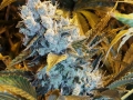 dope weed pictures