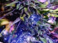 weed pics