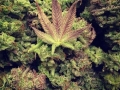 dope weed pictures