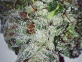 weed pictures