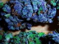 dope weed pictures