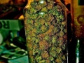 dope weed pictures