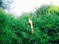 dope weed pictures