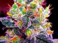 dope weed pictures