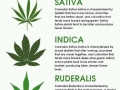 marijuana pictures