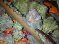 weed pics