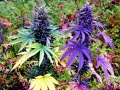 weed pics