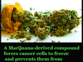 cool-weed-pictures
