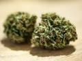 marijuana-nugs