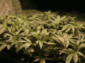 weed-growing-gif