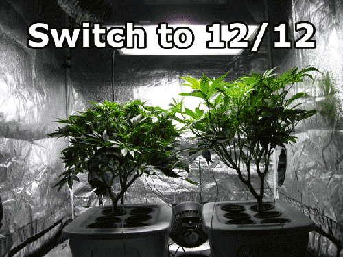 Hydroponic Grow Tent-Growing Weed At Home - Marijuana Blog